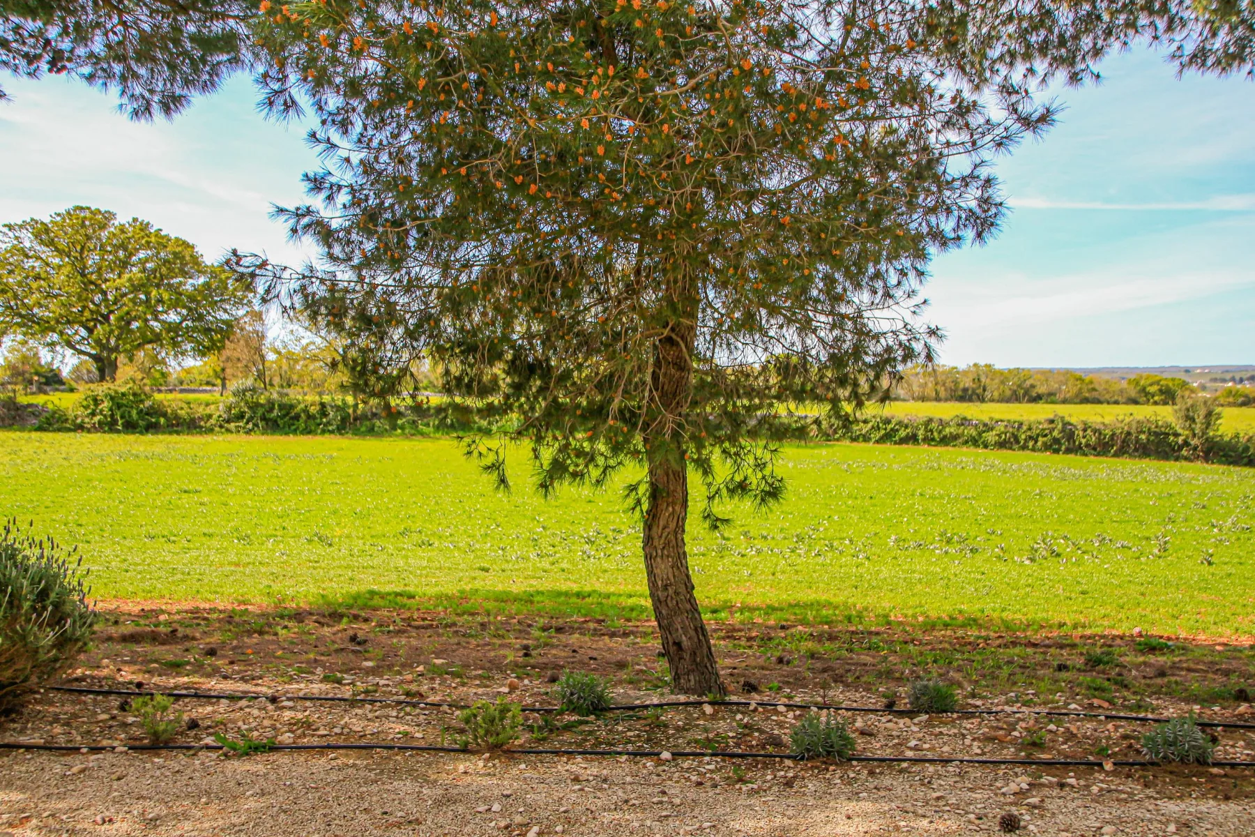 Ein einzelner Baum auf dem grünen Feld der Masseria